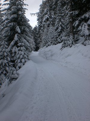 Rodelbahn im untersten Abschnitt