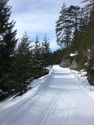 Rodelbahn im mittleren Abschnitt.jpg