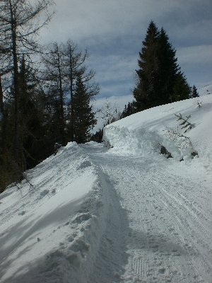 Die Waldgrenze wird knapp vor der Hütte erreicht