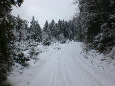 Die Rodelbahn im untersten Abschnitt