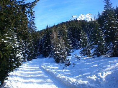 Rodelbahn im mittleren Abschnitt