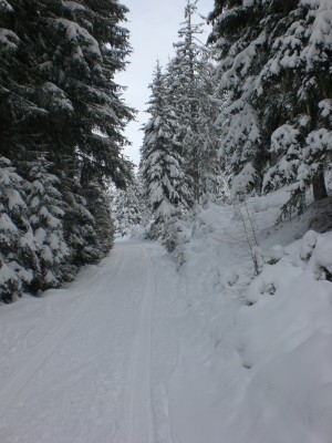 Rodelbahn im mittleren Abschnitt