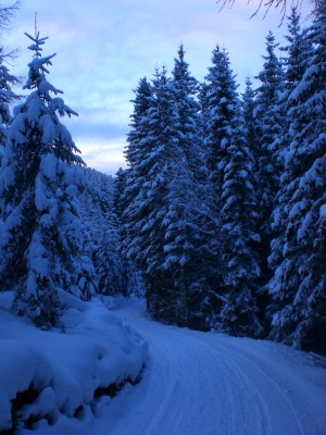 Rodelstrecke oberer Abschnitt.JPG (1.85 MiB) 9690 mal betrachtet Bahn im oberen Abschnitt