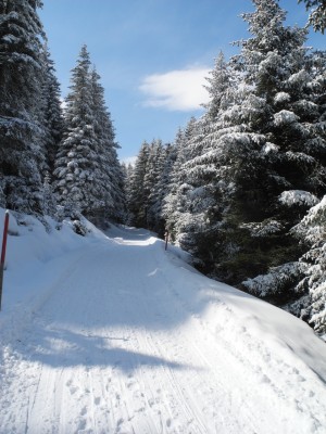 Rodelbahn im untersten Abschnitt