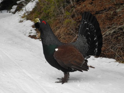 DSCN6801.JPG (801.05 KiB) 12681 mal betrachtet Wer hat sowas schon einmal in freier Wildbahn gesehen?