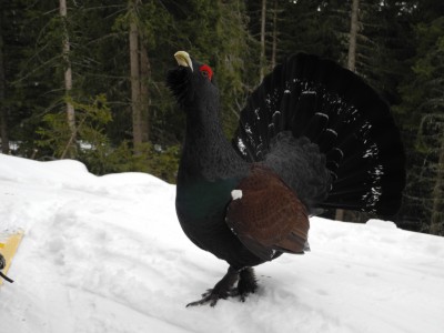 DSCN6805.JPG (547.31 KiB) 12682 mal betrachtet Ein AUERHAHN!