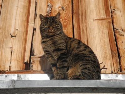 DSCN9562.JPG (1.04 MiB) 25364 mal betrachtet Sonnenbad auf vier Pfoten