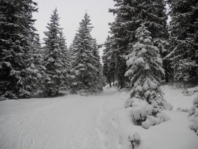 Gleich oberhalb von Sulzstich.JPG (1.19 MiB) 45800 mal betrachtet Auf der Rodelbahn oberhalb von Sulzstich