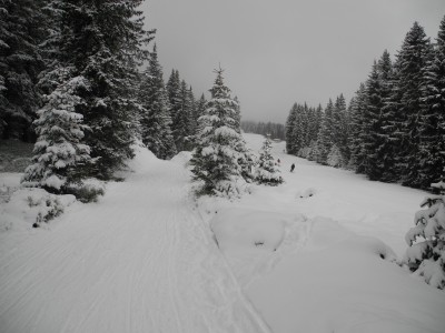 Die Rodelbahn im Abschnitt Sulzstich - Stiglreith