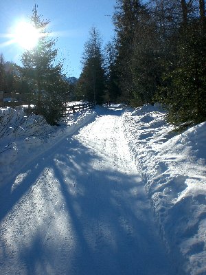 Rodelbahn im mittleren Abschnitt