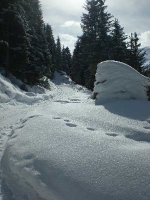 Rodelbahn Juifenalm 2009-04-03 Unterer Abschnitt 3.jpg (2.24 MiB) 17857 mal betrachtet Rodelbahn im unteren Abschnitt 2